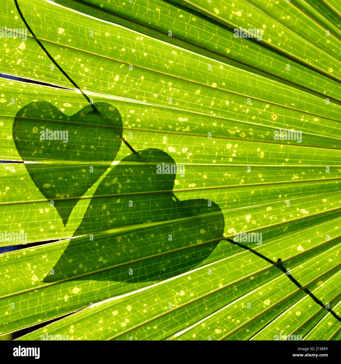 Naturale a forma di cuore di foglie di vite sul sole backlit Cabbage Tree foglie di palmo. Amante della natura dello sfondo. Foto Stock