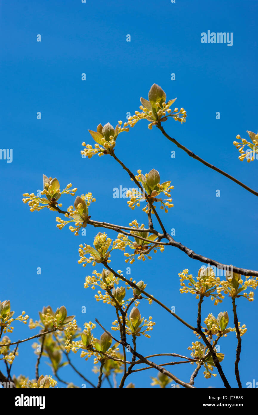 Sassofrasso tree fiori contro un cielo blu. Stadio Parco Fort, Gloucester, Massachusetts Foto Stock