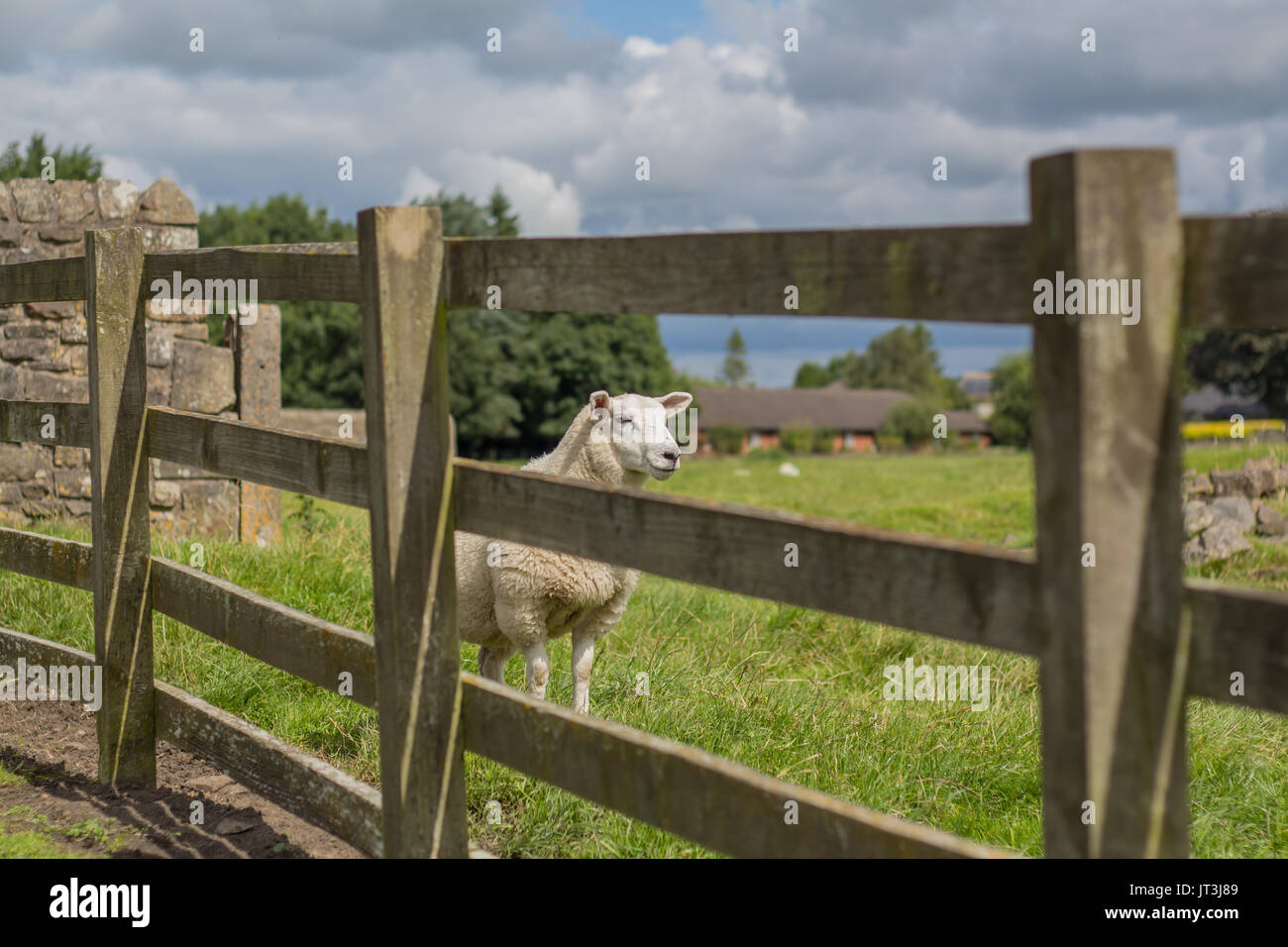 Una pecora presa attraverso una recinzione di legno su una fattoria / terreni agricoli su un soleggiato e giorno nuvoloso Foto Stock