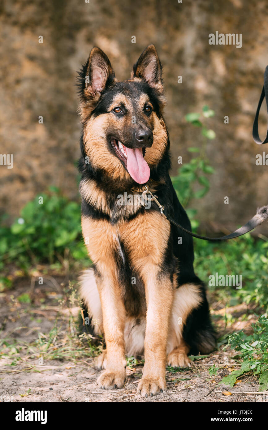 Close up di medie dimensioni Mongrel razza mista giallo Short-Haired femmina adulta del cane con linguetta nel collare su sfondo marrone Foto Stock