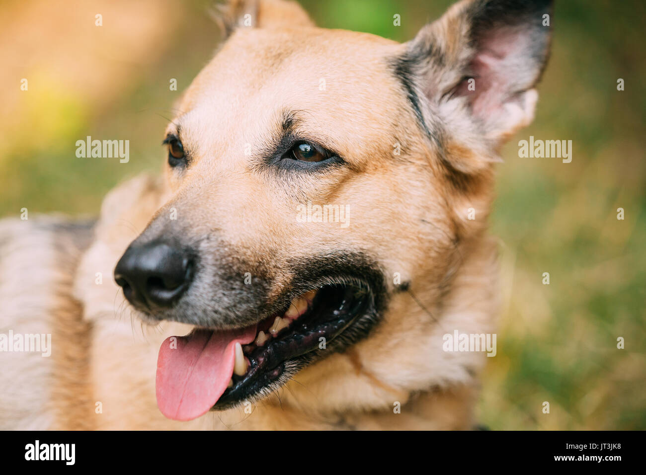 Close up di medie dimensioni Mongrel razza mista giallo Short-Haired femmina adulta del cane con linguetta nel collare su sfondo marrone Foto Stock