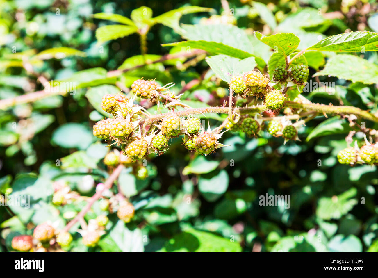 Acerbi rovi, blackberry bush, Rubus fruticosus, more immaturo, verde rovi, acerbi rovo acerbi acerbi blackberry, blackberry boccole Foto Stock