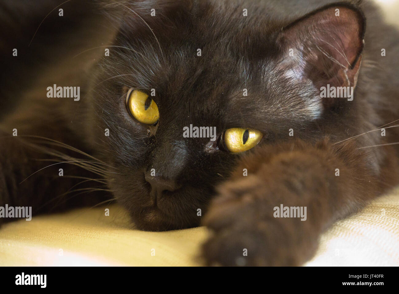 Big Black Cat Foto Stock