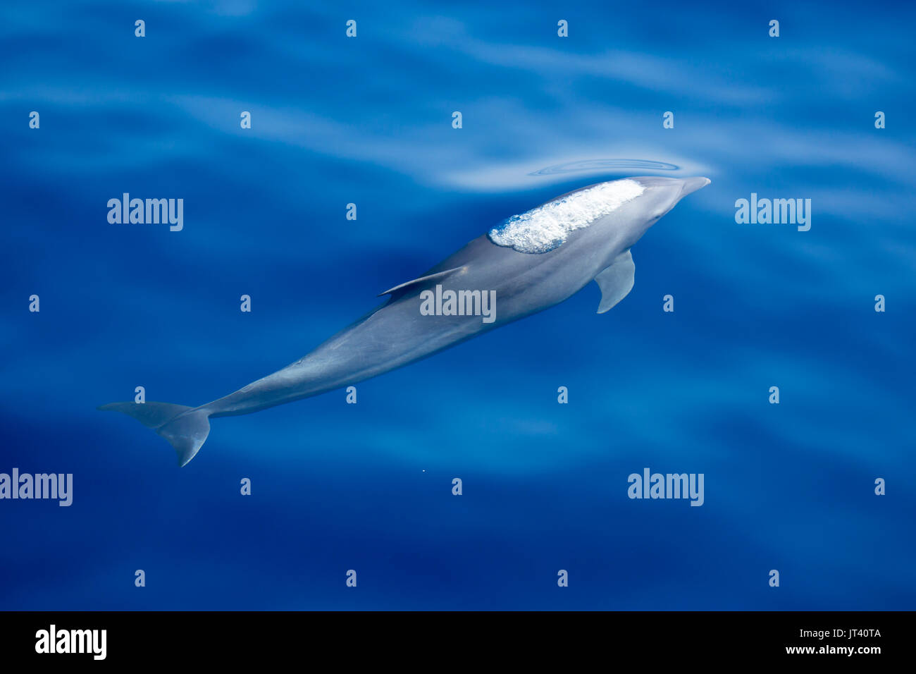 Indo-pacifico delfino maggiore (Tursiops aduncus) attorno alla superficie nel vitreo mare calmo Foto Stock