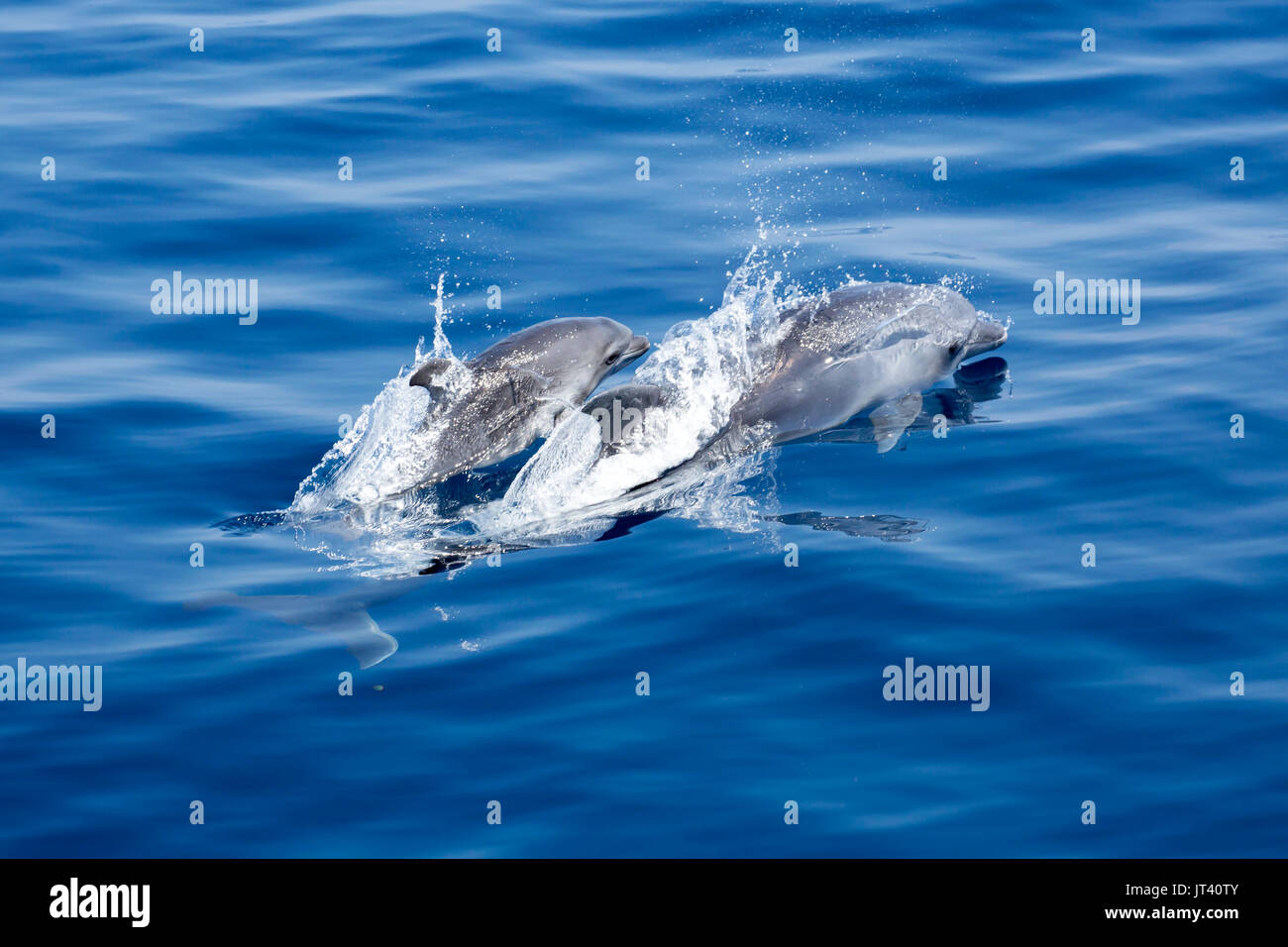 Indo-pacifico delfino maggiore (Tursiops aduncus) la madre e il bambino affiorante nel vitreo mare calmo Foto Stock