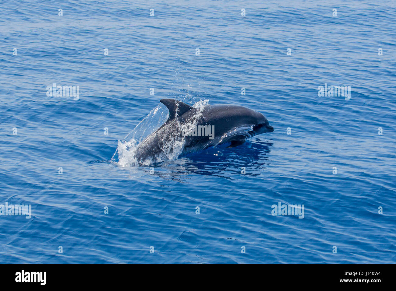 Indo-pacifico delfino maggiore (Tursiops aduncus) affiorante nel vitreo mare calmo Foto Stock