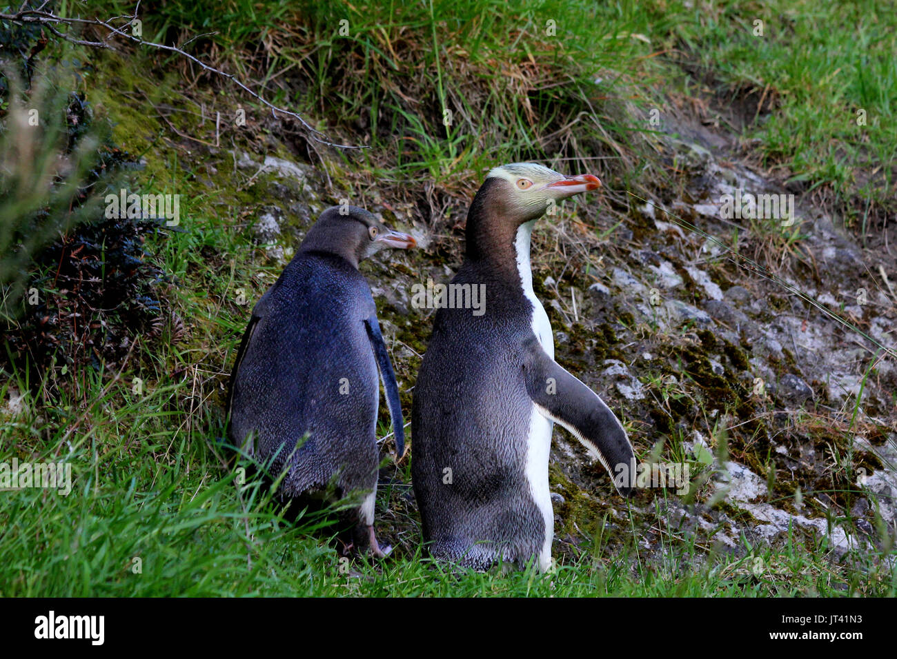 Giallo-eyed Penguin (Megadyptes antipodes) il bambino e la madre di lasciare il loro nido Foto Stock