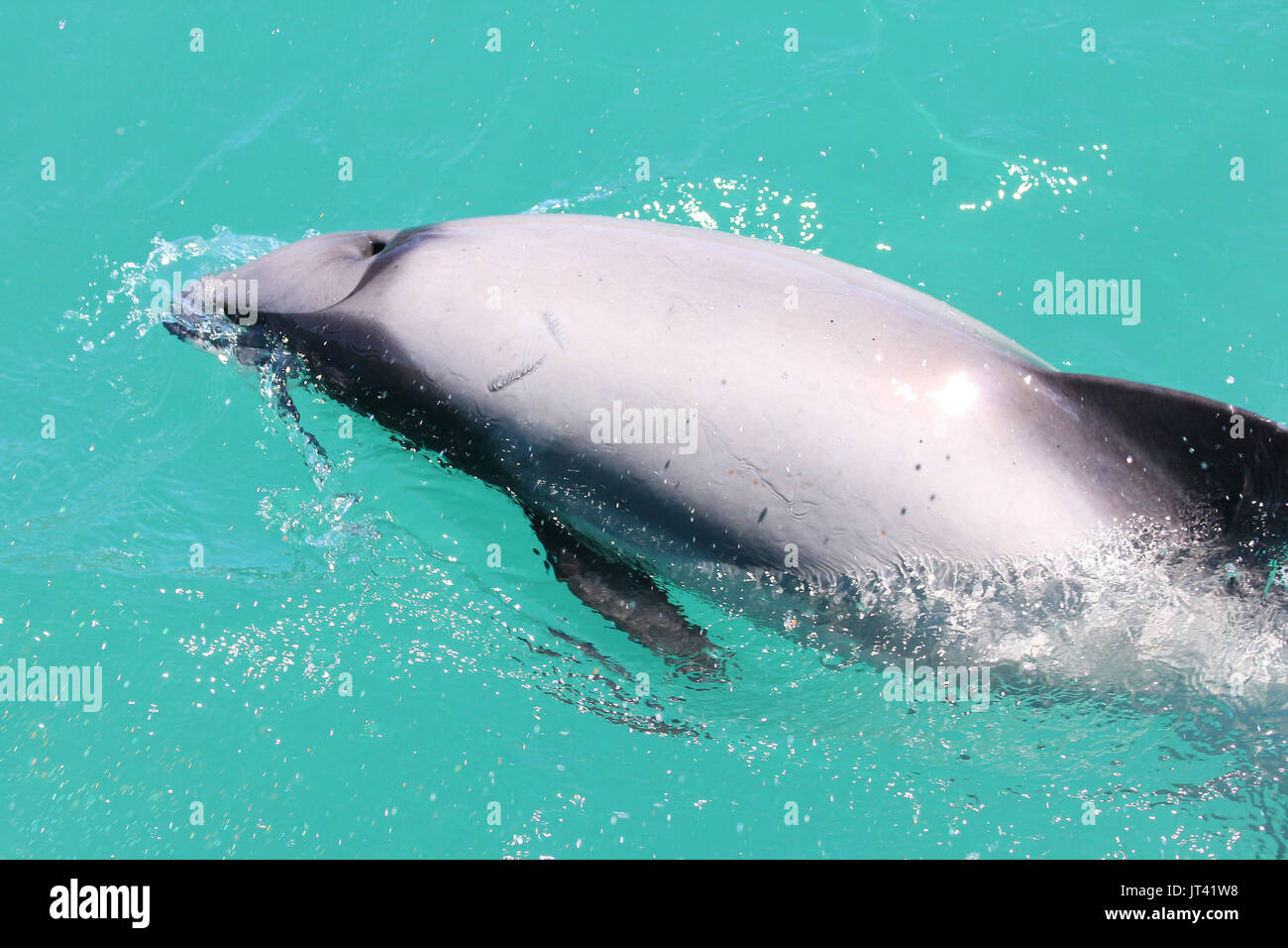 Hector i delfini (Cephalorhynchus hectori) affiorante accanto alla osservazione dei delfini in barca, controllare le persone a bordo Foto Stock