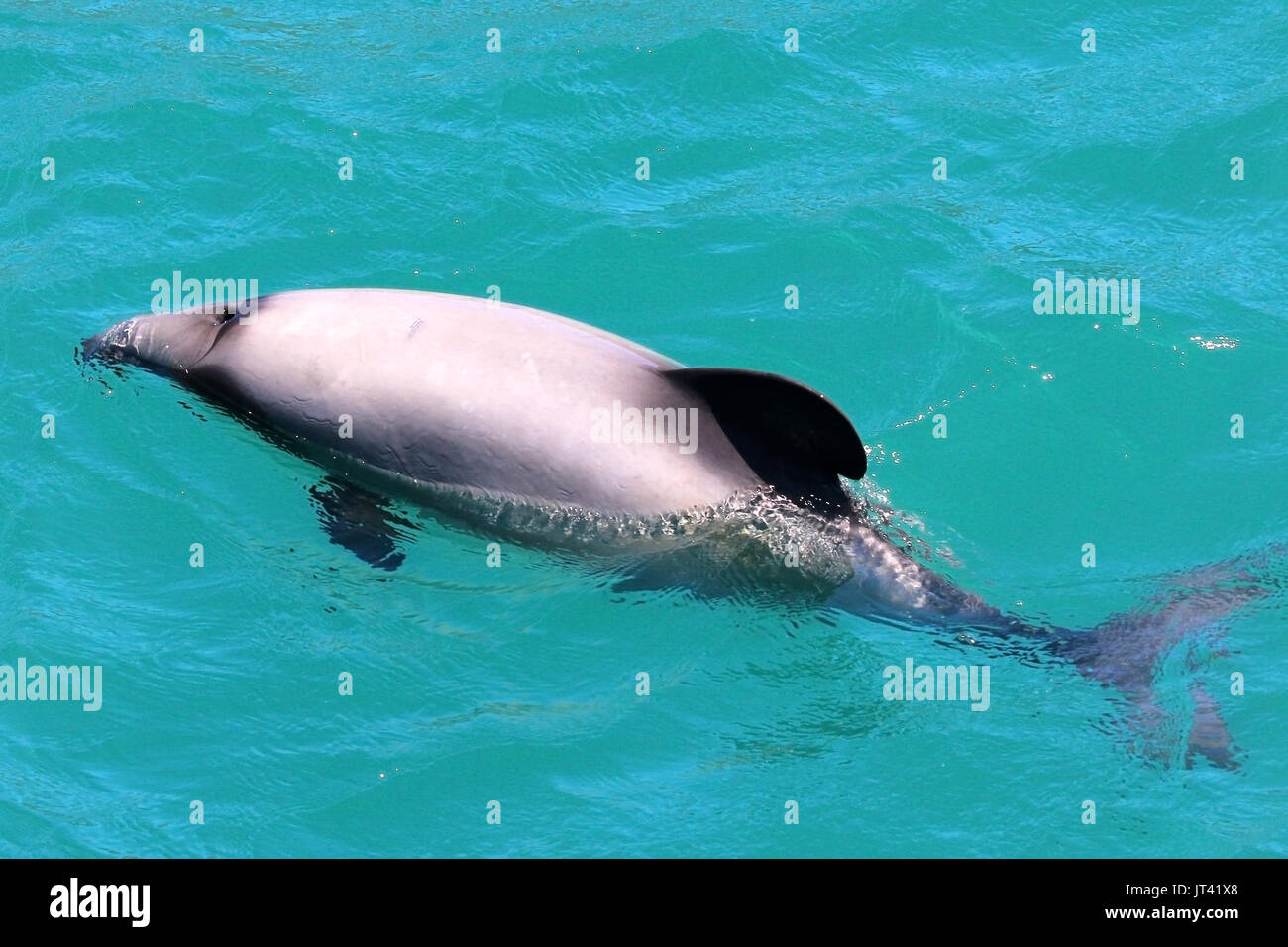 Hector i delfini (Cephalorhynchus hectori) affiorante accanto alla osservazione dei delfini in barca, controllare le persone a bordo Foto Stock