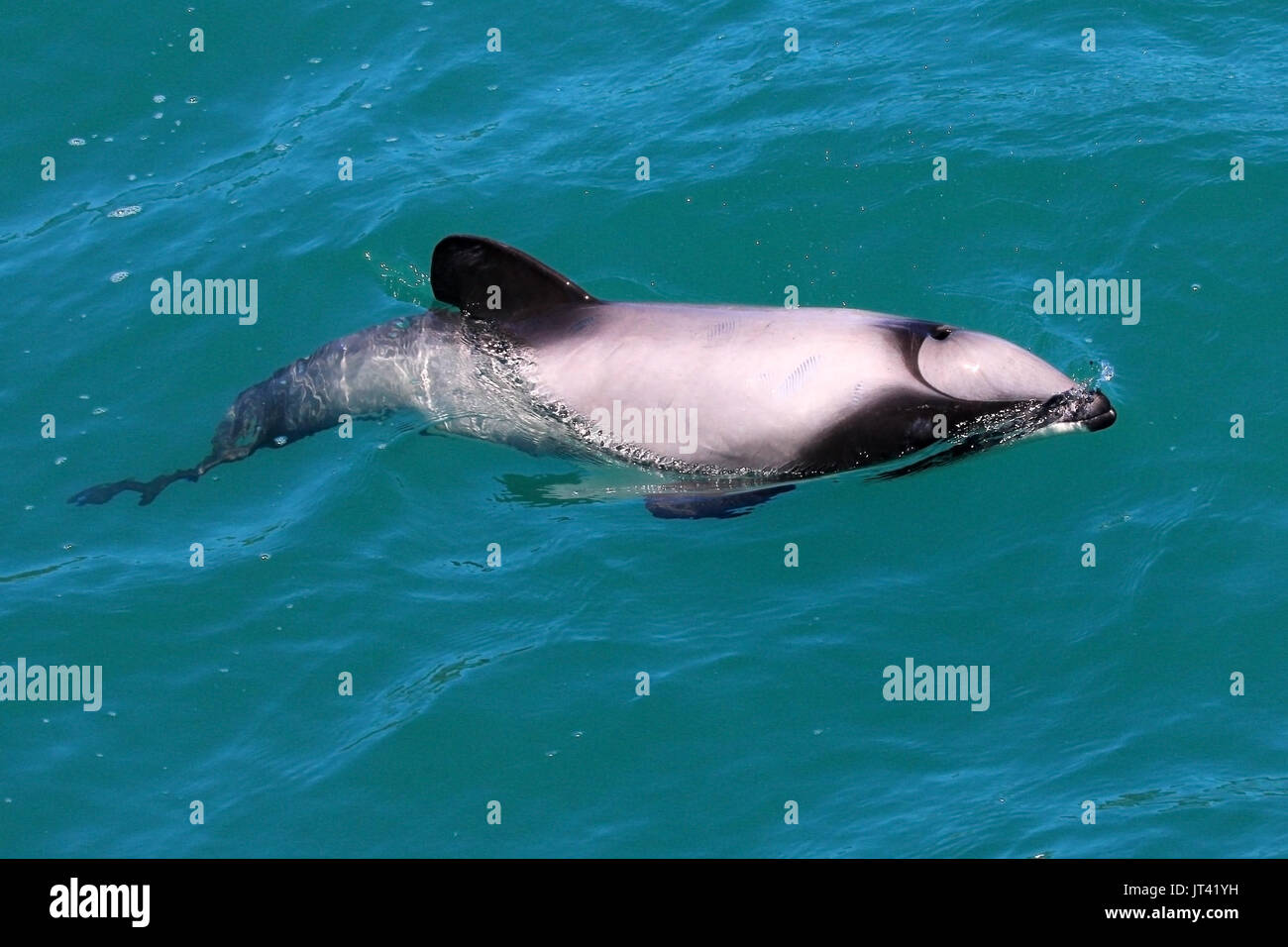 Hector i delfini (Cephalorhynchus hectori) affiorante accanto alla osservazione dei delfini in barca, controllare le persone a bordo Foto Stock