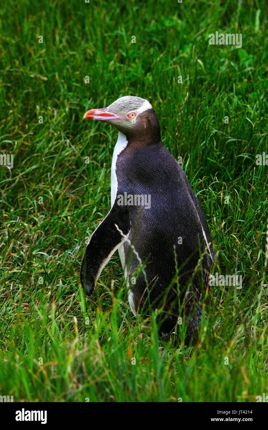 Giallo-eyed Penguin (Megadyptes antipodes) tornando a riva per nutrire i loro giovani dopo la caccia per i pesci nel mare Foto Stock