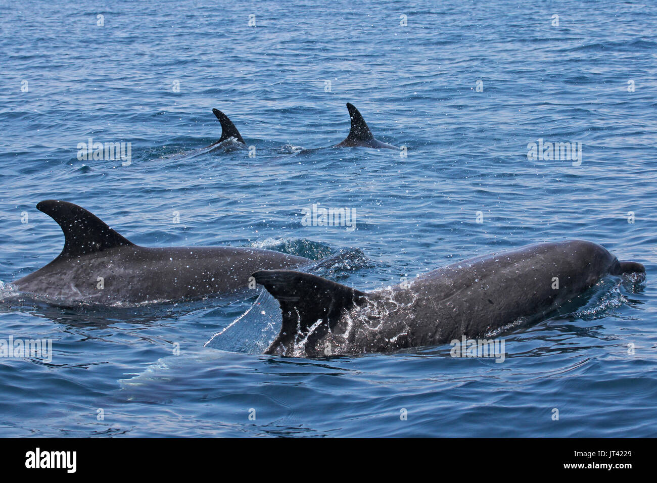 Indo-pacifico delfino maggiore (Tursiops aduncus) affiorante dalla costa est di Sri Lanka Foto Stock