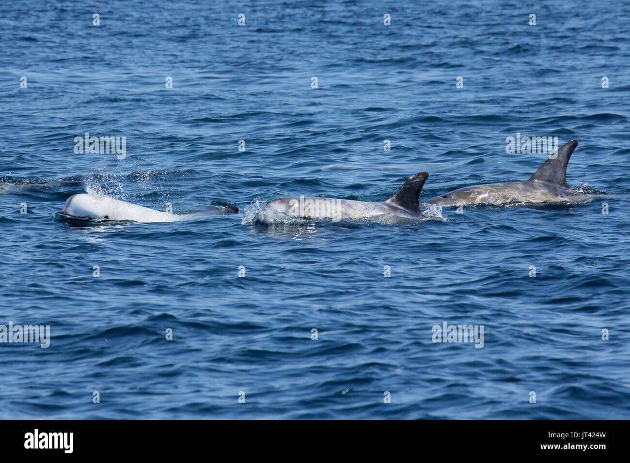 Risso (Dolphin Grampus griseus) socializzare a Monterey Bay Foto Stock