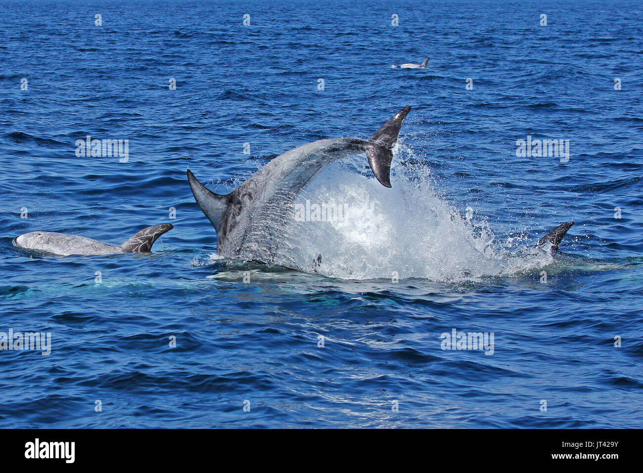 Risso (Dolphin Grampus griseus) socializzare a Monterey Bay Foto Stock