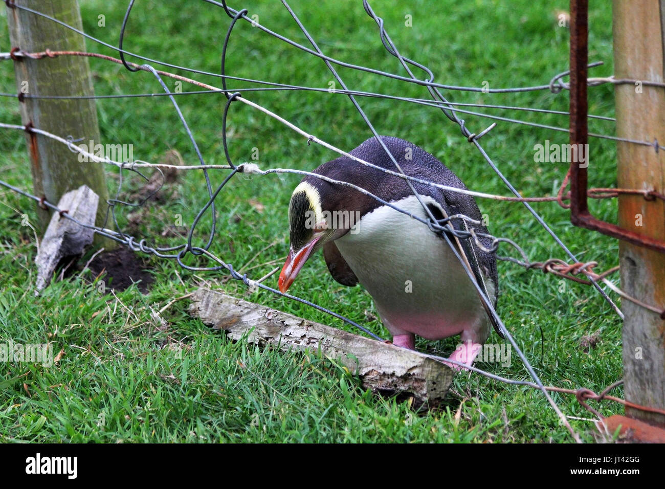 Giallo-eyed Penguin (Megadyptes antipodes) attraversando una recinzione in riserva (foto serie 1 di 5) Foto Stock