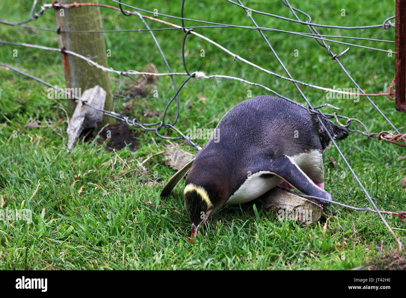 Giallo-eyed Penguin (Megadyptes antipodes) attraversando una recinzione in riserva (foto serie 3 di 5) Foto Stock