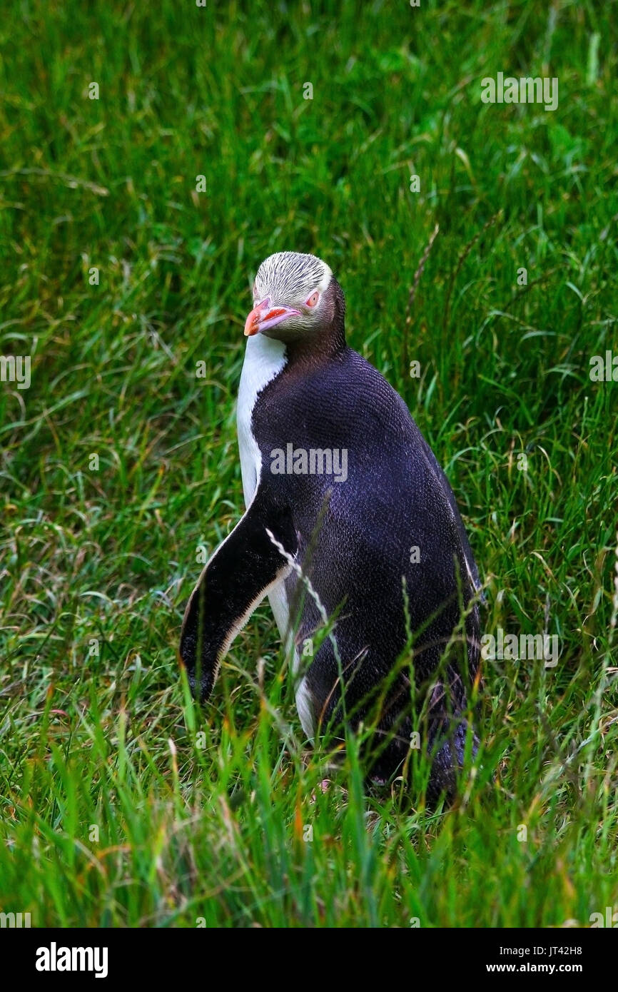 Giallo-eyed Penguin (Megadyptes antipodes) tornando a riva per nutrire i loro giovani dopo la caccia per i pesci nel mare Foto Stock