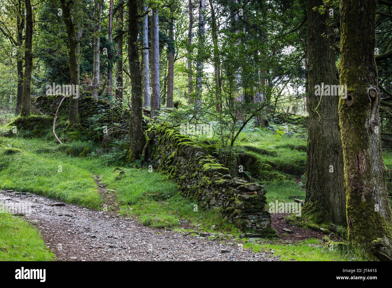 Percorsi attraverso la zona boschiva del Parco nazionale del Lake District. Foto Stock