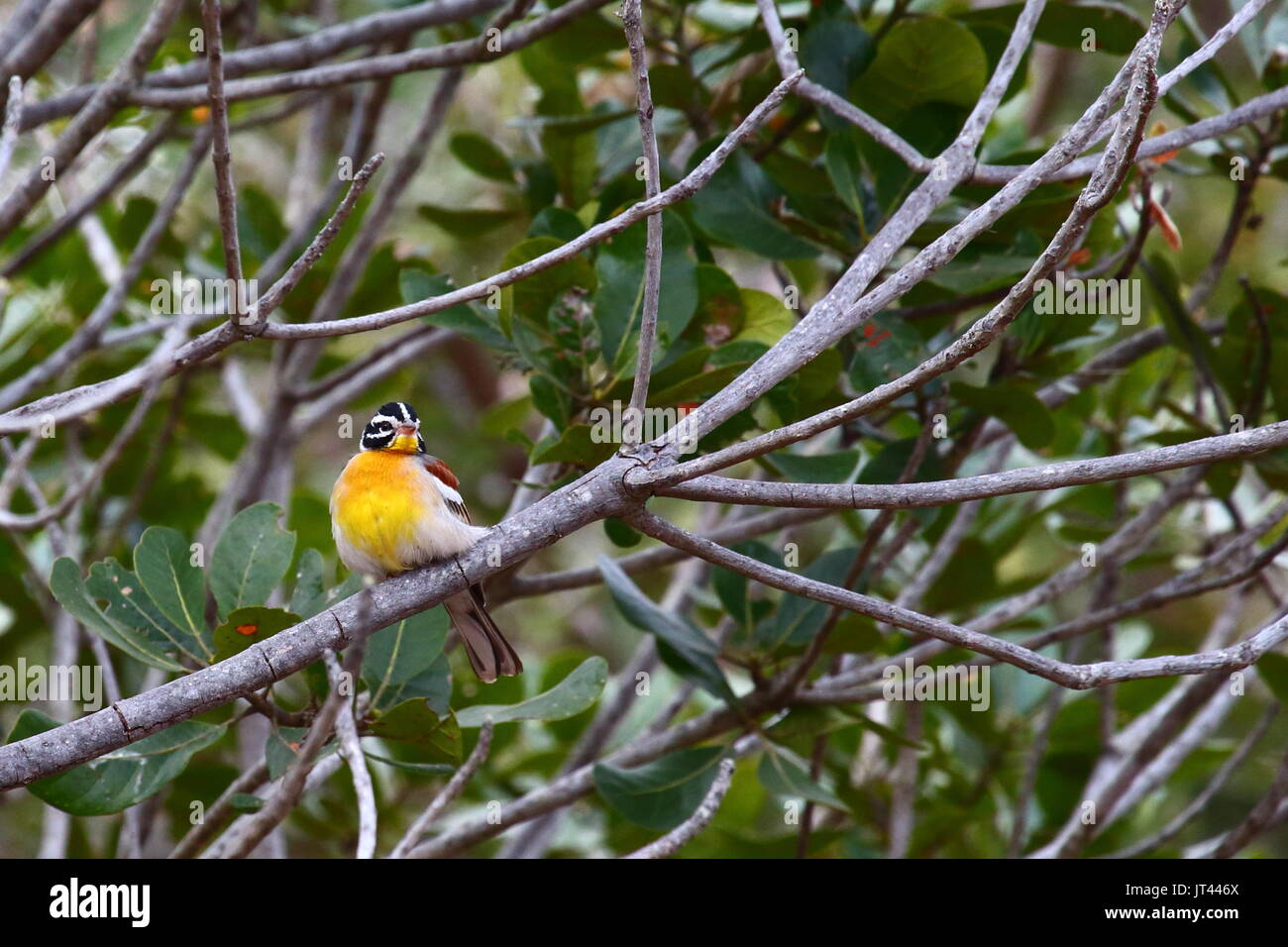 Golden-breasted Bunting, Emberiza flaviventris, Leopard's Hill, Lusaka, Zambia, Sud Africa Foto Stock