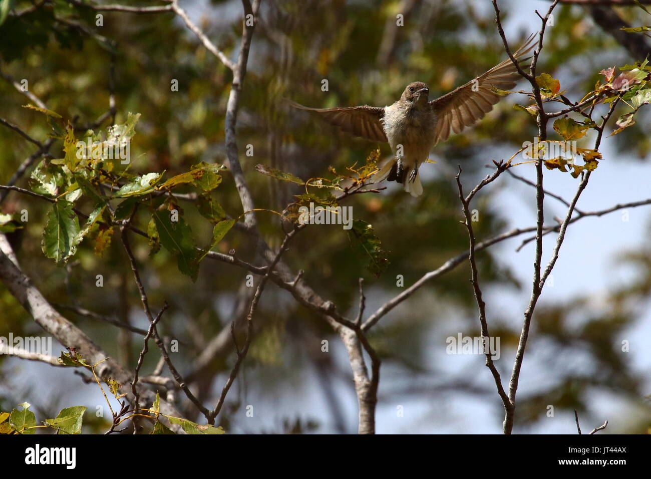 Brownbacked Honeybird, Wahlberg's Honeyguide, Sharp-fatturati Honeyguide, Prodotiscus regulus Foto Stock