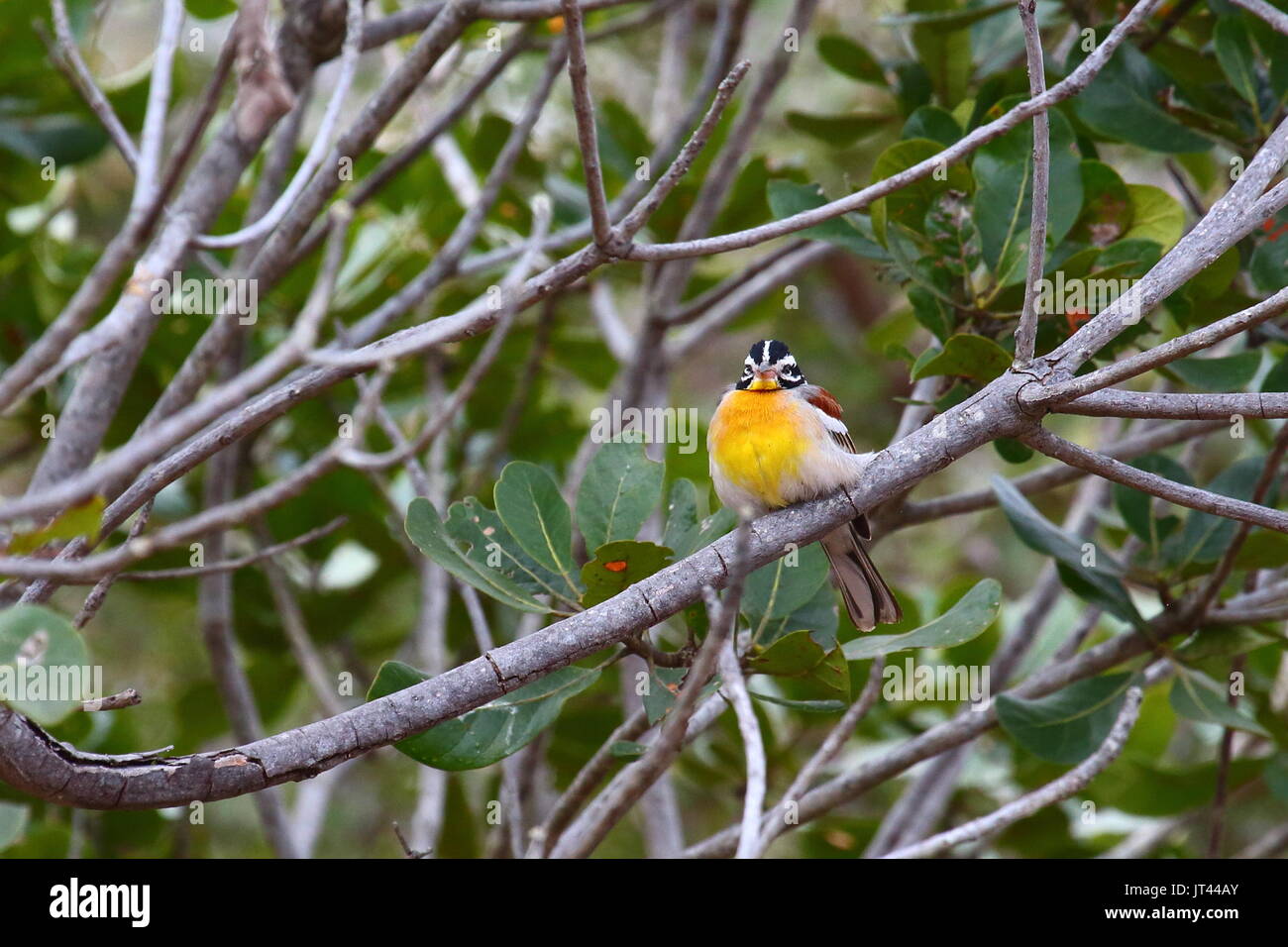 Golden-breasted Bunting, Emberiza flaviventris, Leopard's Hill, Lusaka, Zambia, Sud Africa Foto Stock