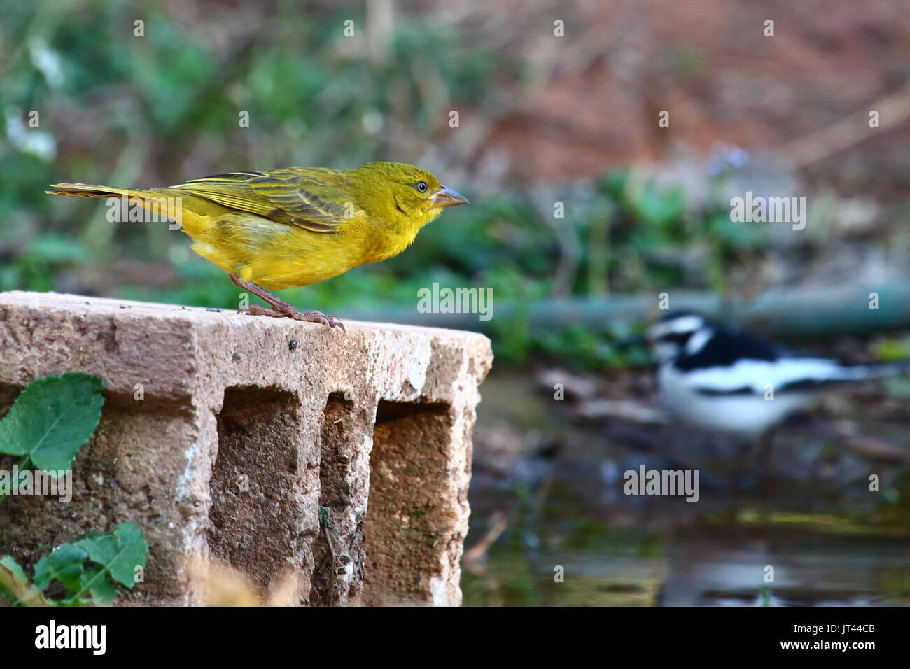 African Golden Weaver, Holub Golden Weaver, grande Golden Weaver, Ploceus xanthops, con wagtail, Leopard's Hill, Lusaka, Zambia, Sud Africa Foto Stock