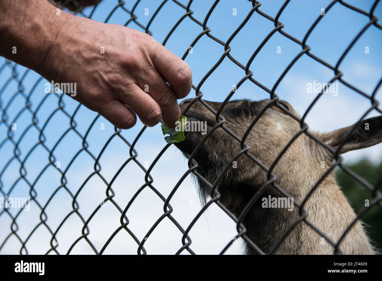 Capra Foto Stock