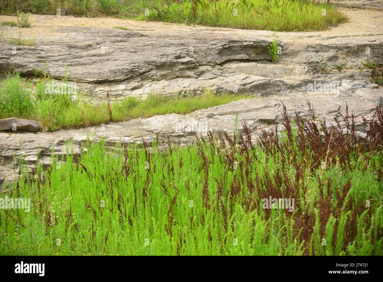 Forrest attrazioni Foto Stock