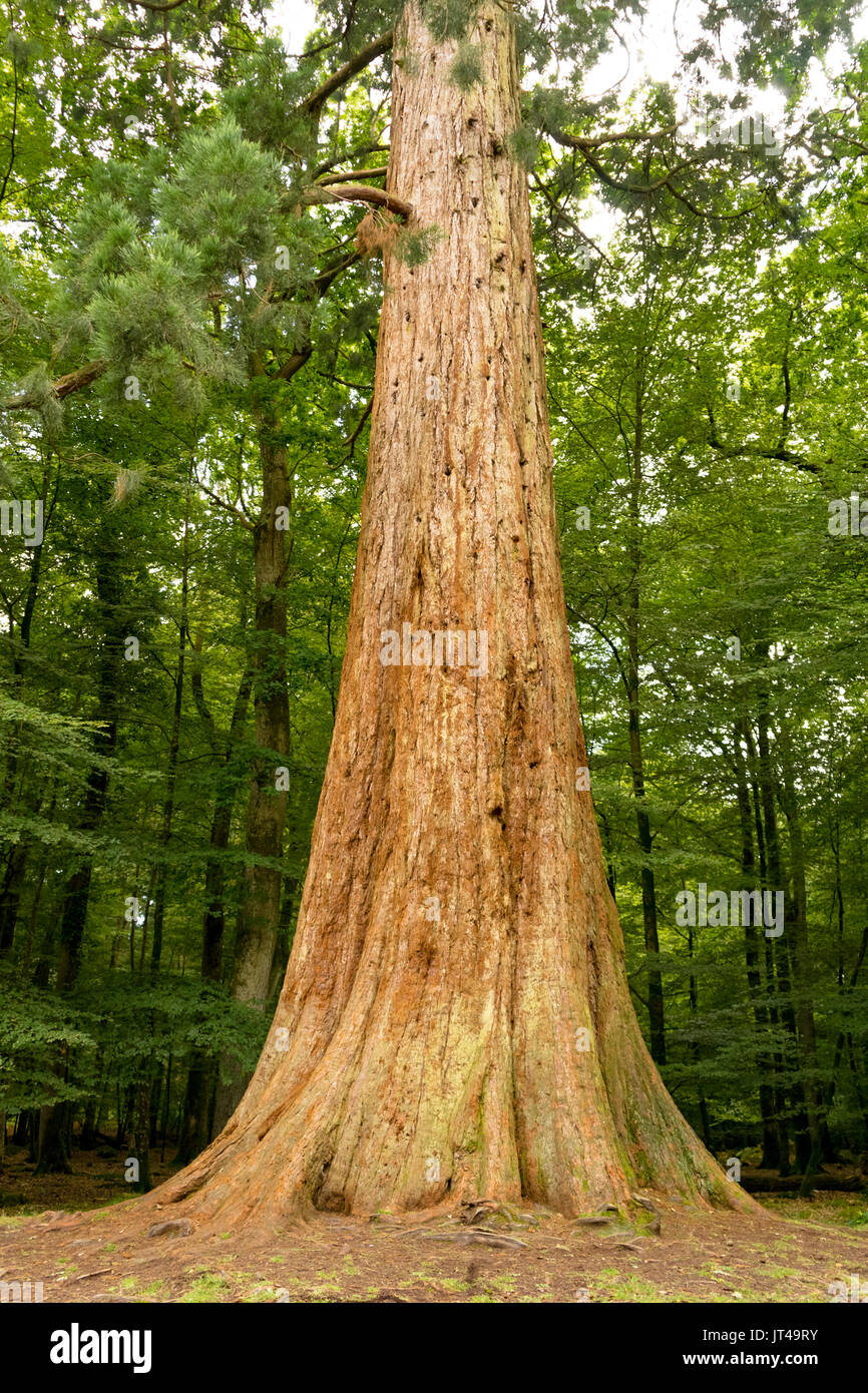 Il gigante di colore arancione tronco di un albero di Sequoia (albero di sequoia) che è parte di Tall Trees Trail nel nuovo Parco Nazionale Foreste, England, Regno Unito Foto Stock
