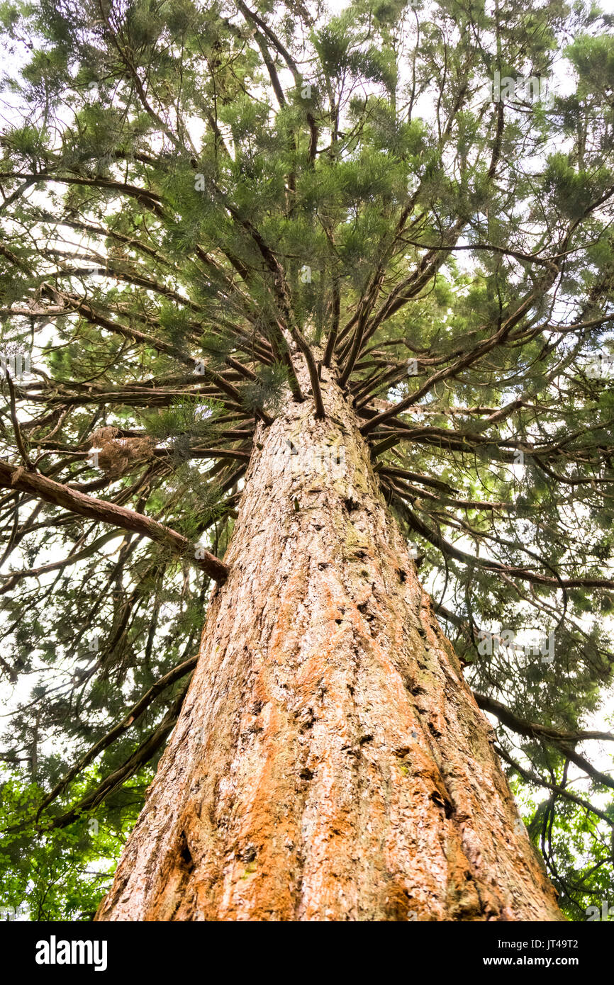 Tronco di corteccia arancione di un albero di sequoia gigante (Redwood) che fa parte del Tall Trees Trail nel New Forest National Park, Inghilterra, Regno Unito Foto Stock