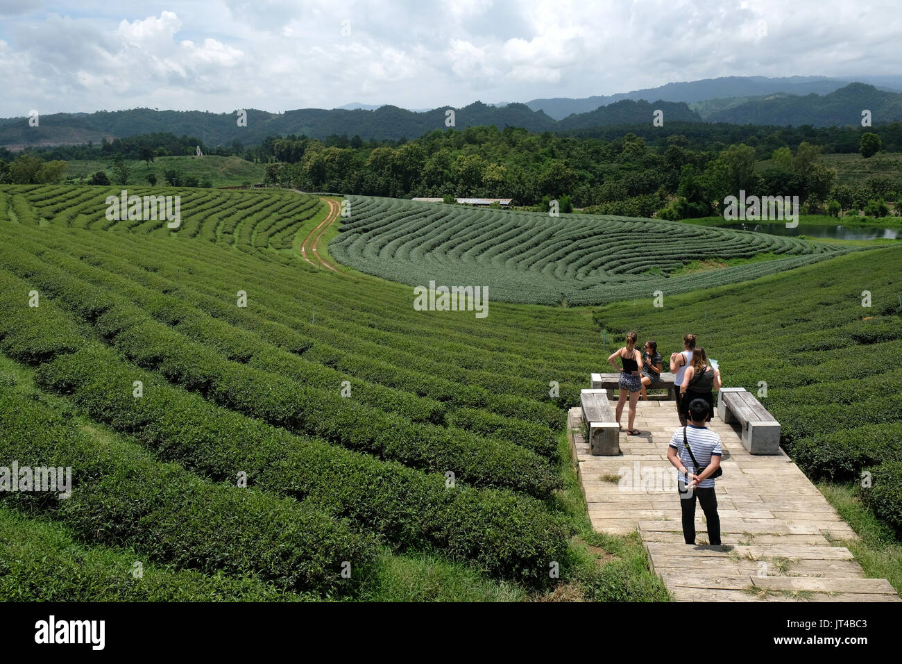 Choui Fong la piantagione di tè, Nr Chiang Rai, Thailandia del Nord Foto Stock