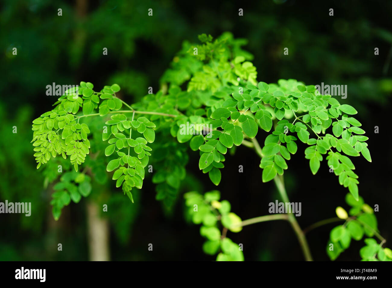 Coscia erba albero o albero Malunggay Foto Stock