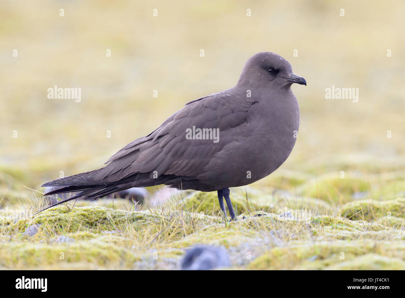 Jaeger parassita (Stercorarius parasiticus), scuro morph adulto in piedi sul suolo Foto Stock