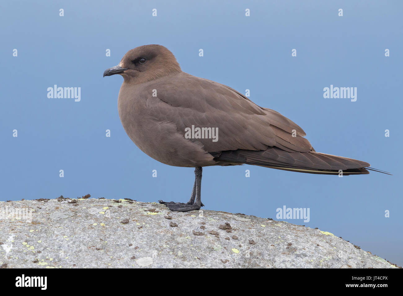 Jaeger parassita (Stercorarius parasiticus), scuro morph adulto in piedi su una roccia Foto Stock