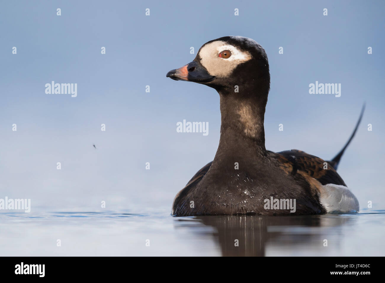 Long-tailed Duck (Clangula hyemalis), maschio adulto a nuotare in un stagno Foto Stock