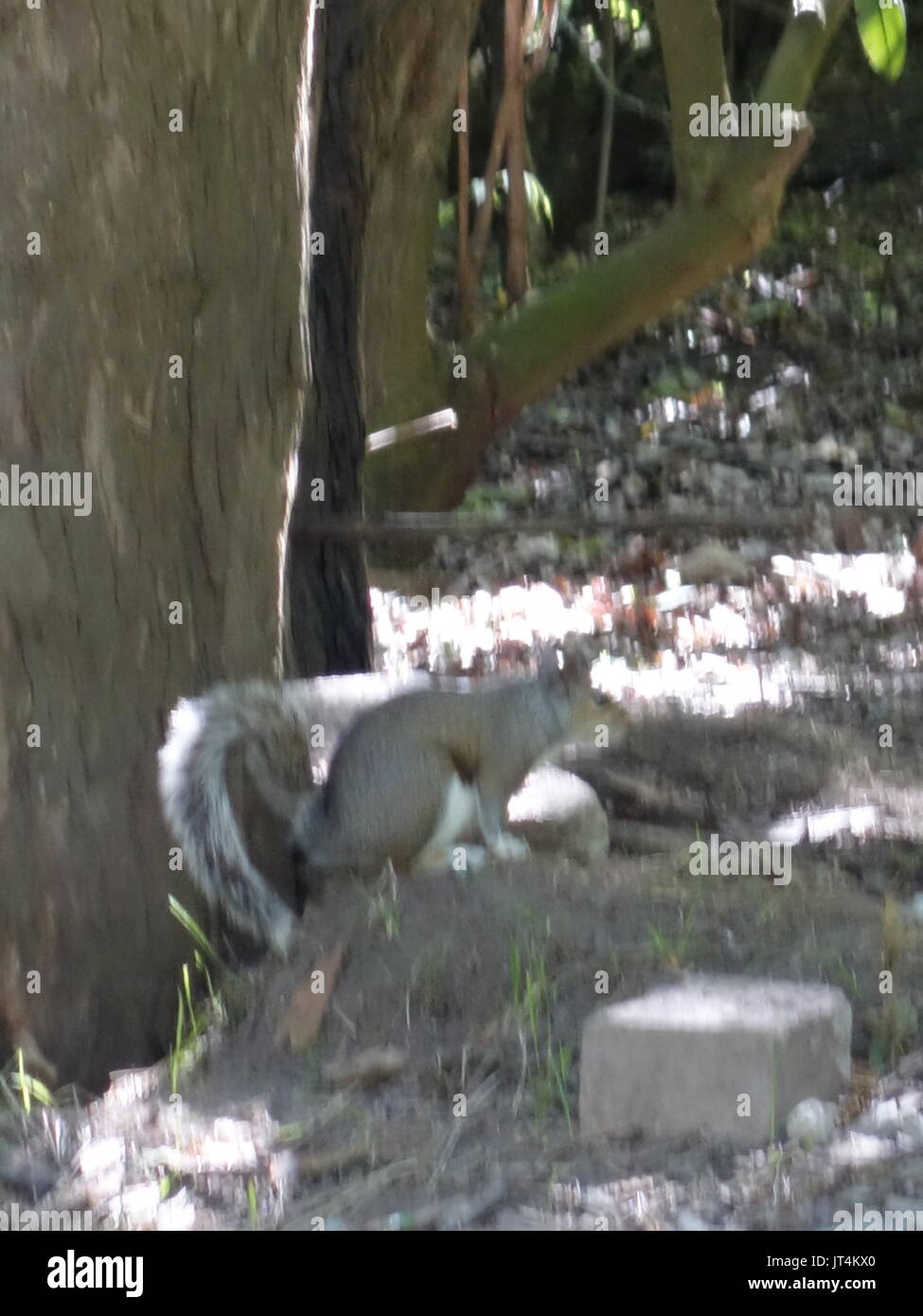 Un grazioso piccolo scoiattolo grigio Foto Stock