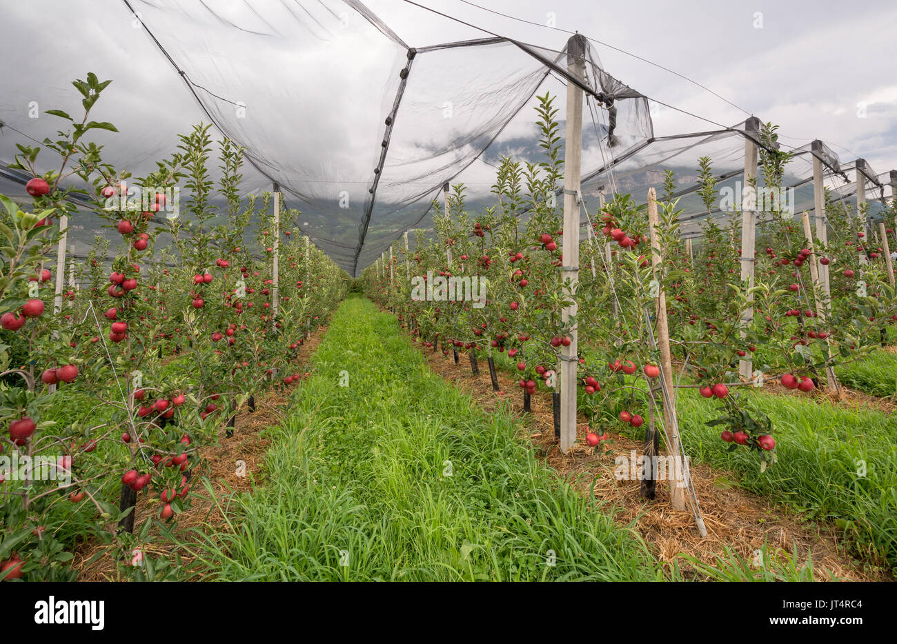 Apple orchard con reti di protezione e con mature mele rosse. Merano, Italia Foto Stock