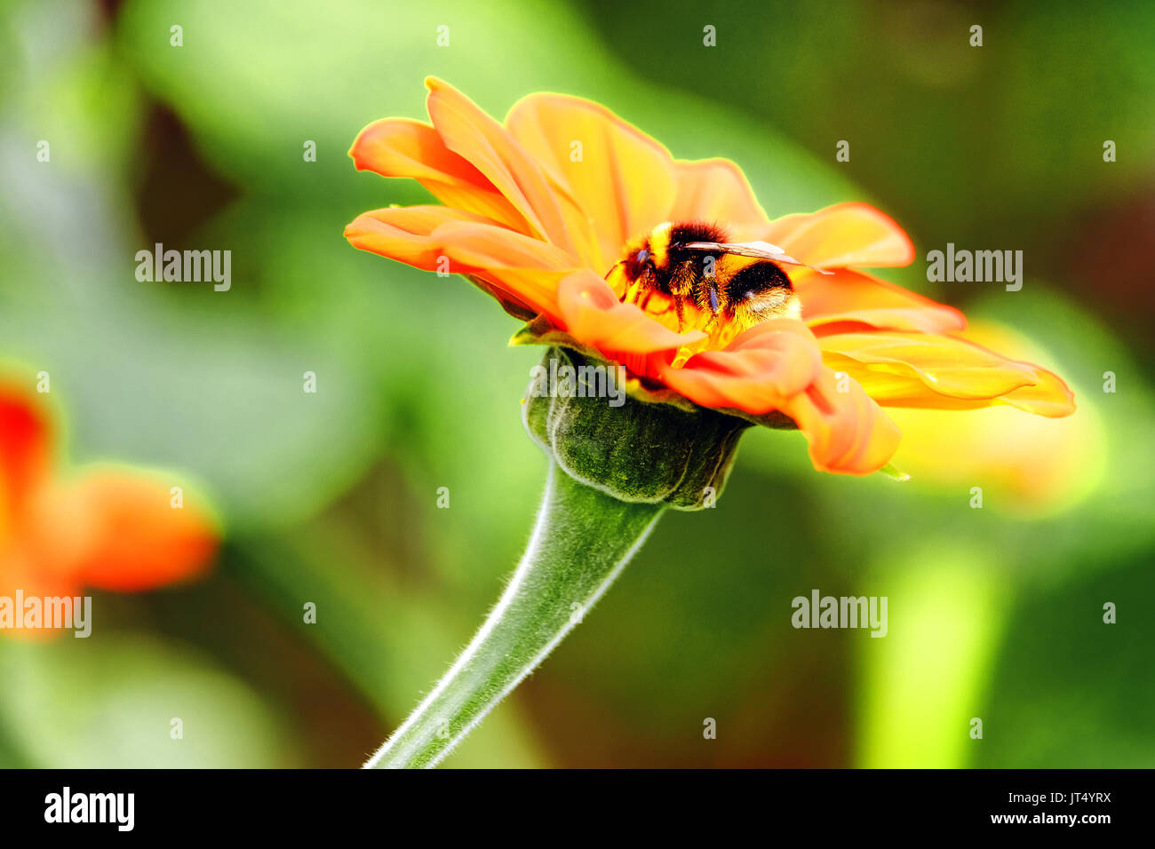 Grande fiore d'arancio immagini e fotografie stock ad alta risoluzione -  Alamy