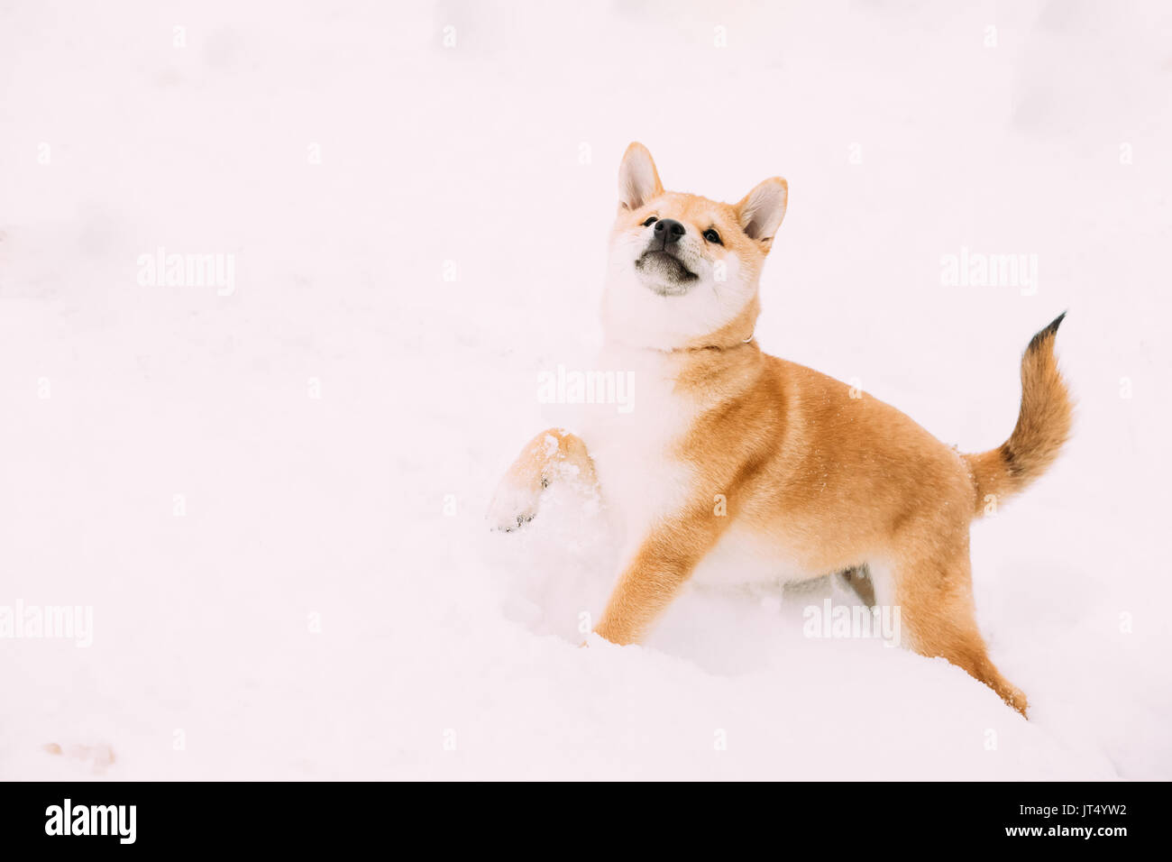 Un giovane giapponese di piccole dimensioni Shiba Inu cane giocare all'aperto nella neve, il cumulo di neve in inverno pieno di sole al giorno. Spazio di copia, Copyspace. Foto Stock