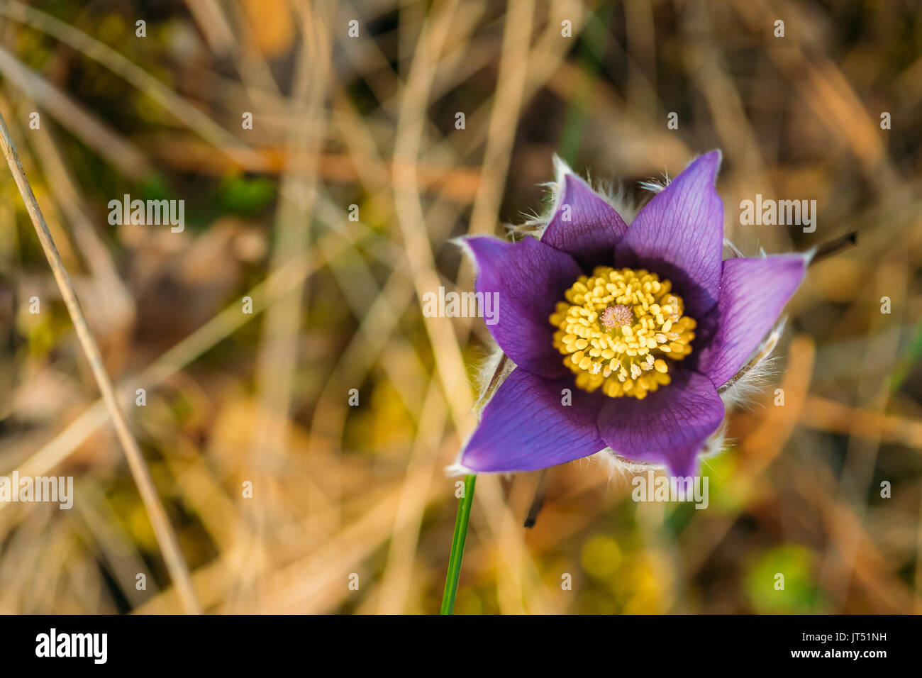 Vista superiore della Wild fiori di primavera Pulsatilla Patens. Pianta flowering in famiglia Ranunculaceae, nativo di Europa, Russia e Mongolia, Cina, Canada e unità Foto Stock
