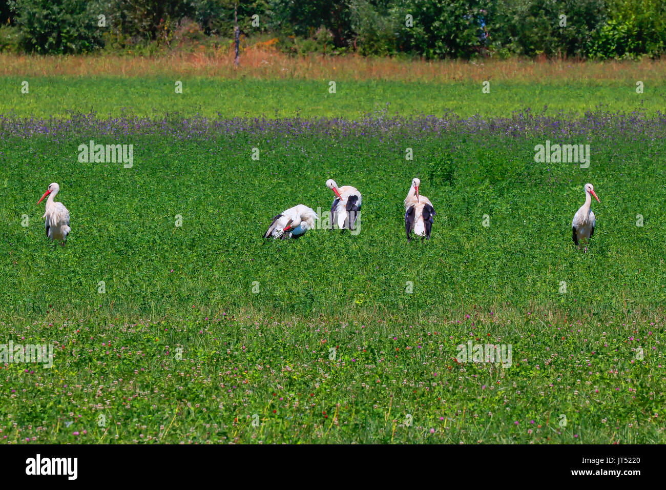 Cicogna bianca in un campo, Riehen, Svizzera. Foto Stock