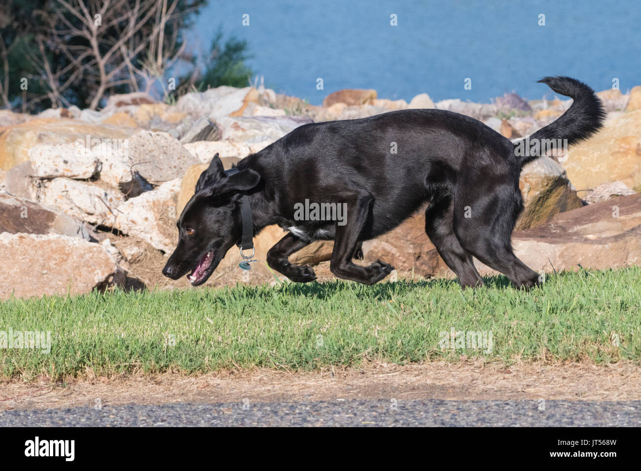 Un nero Labrador retreiver mantiene il titolo dalla banca del fiume Rosso. Foto Stock