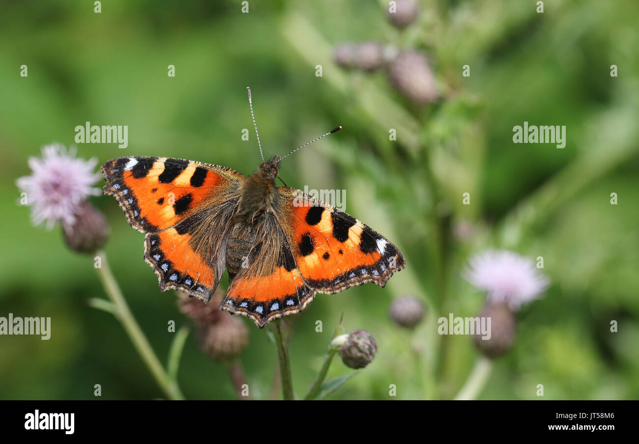 Una graziosa piccola tartaruga Butterfly (Aglais urticae) nectaring su un fiore di cardo. Foto Stock