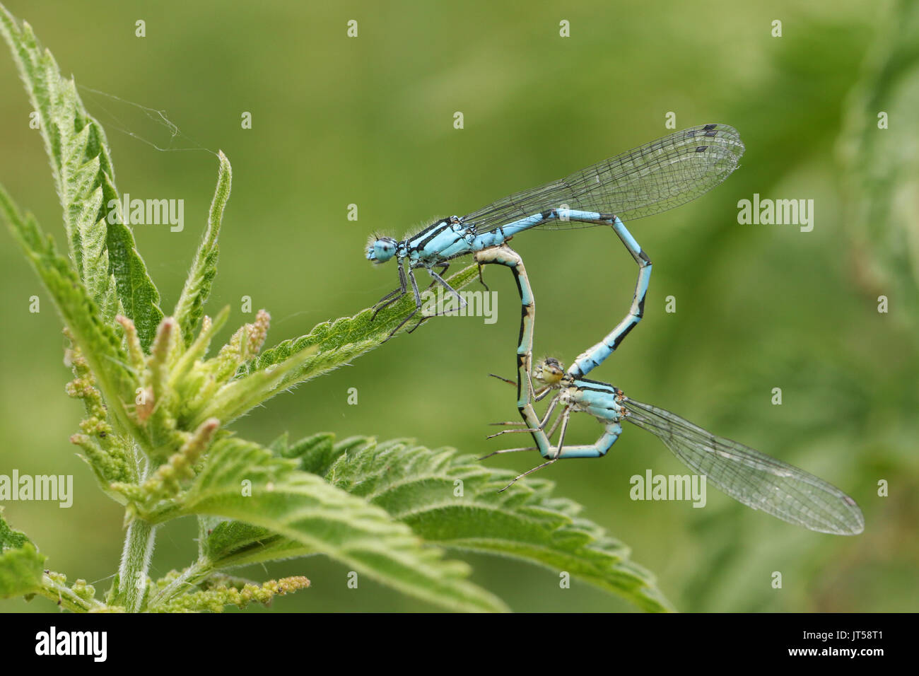 Una coniugata coppia di comune Damselfly blu (Enallagma cyathigerum) appollaiato su un ortica. Foto Stock