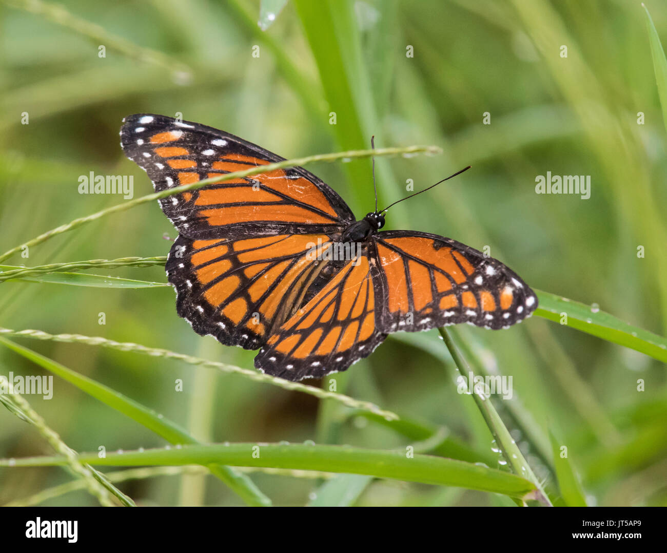 Una femmina di farfalla monarca, Danaus plexippus, poggia su una lama di erba nel nord-ovest della Louisiana, presso il Red River National Wildlife Refuge. Foto Stock