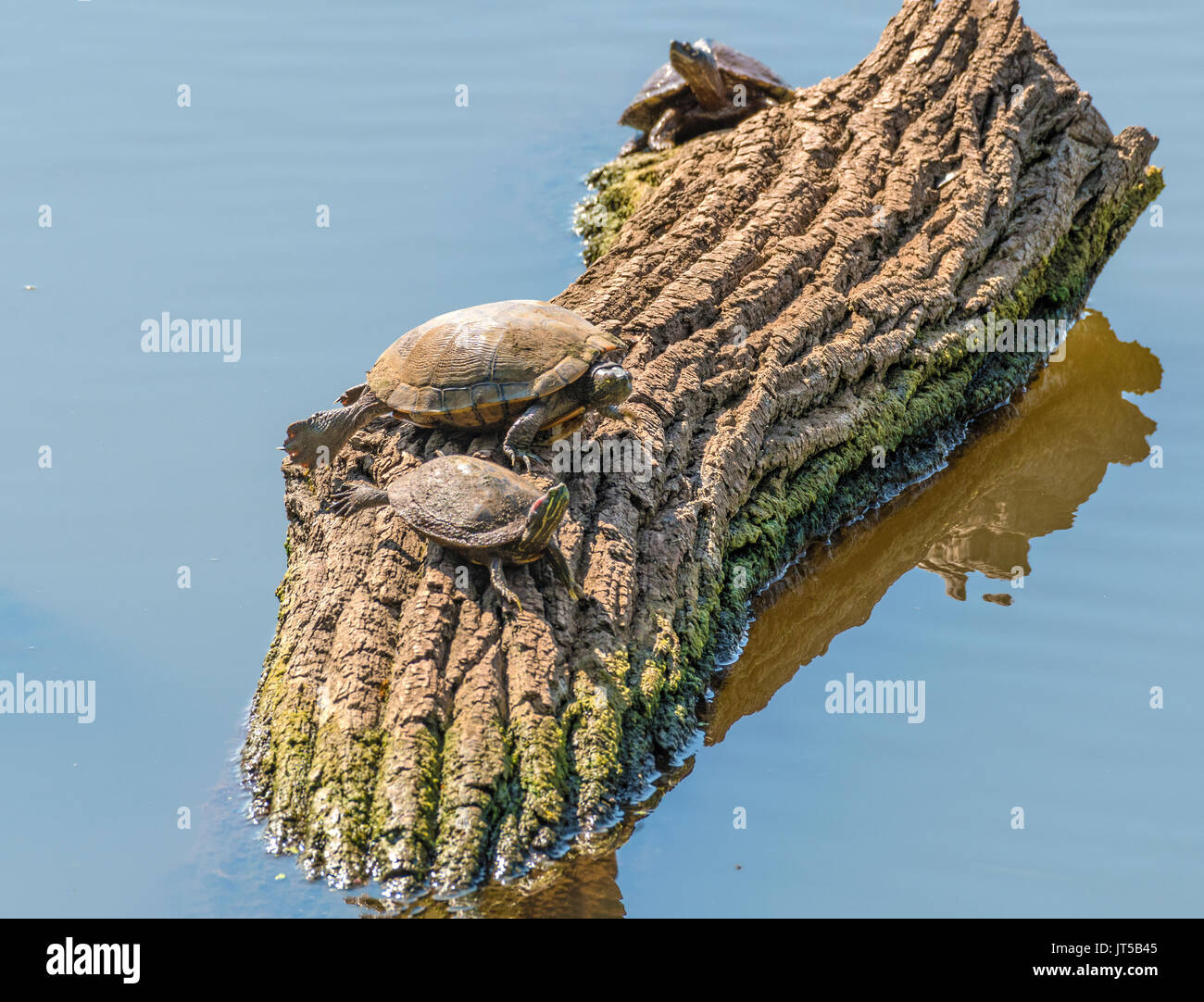 Rosso-eared slider delle tartarughe Trachemys scripta elegans, sotto e fiume meno spaventose, Pseudemys concinna, medio, poggiano su un log. Foto Stock