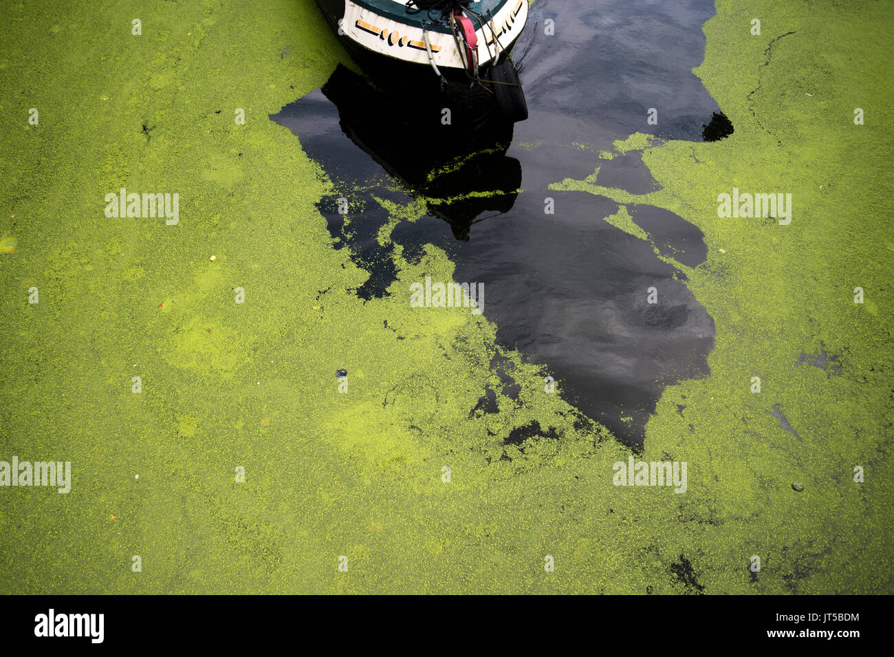 Hackney . Le alghe sul Regent's Canal. Foto Stock