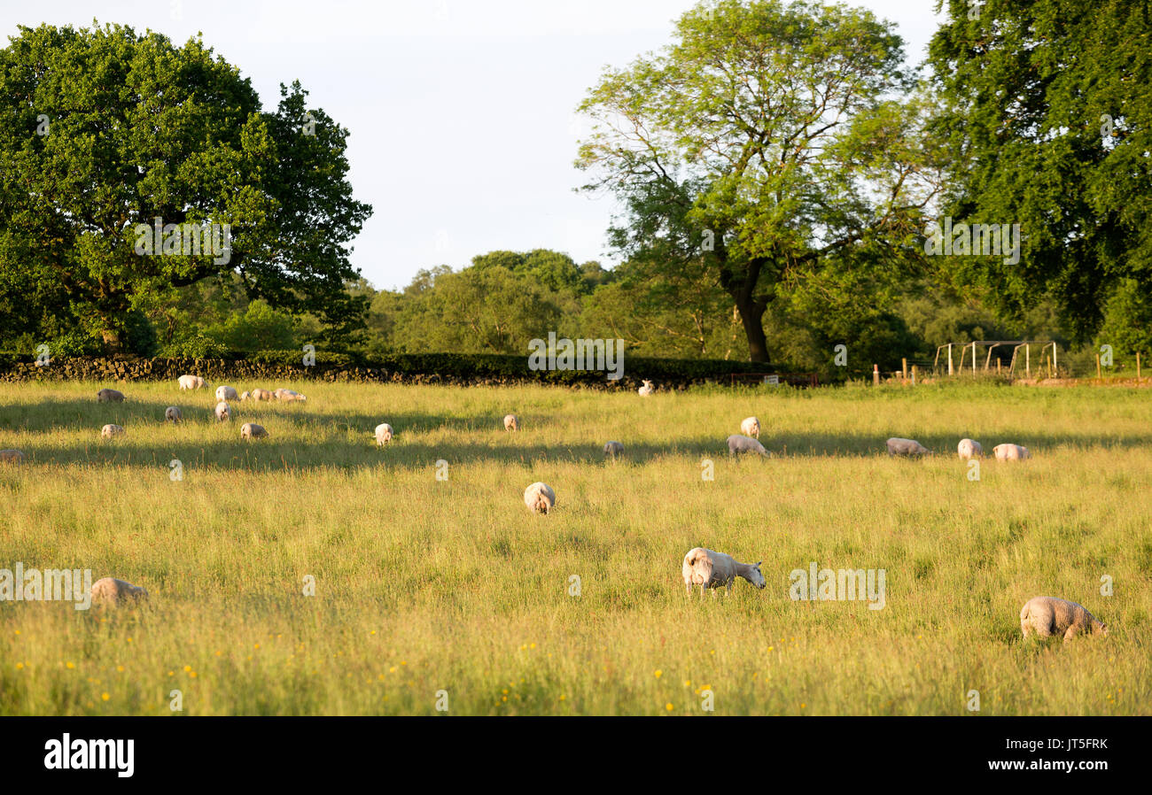 Pecore al pascolo in un campo di erba in sera sun Foto Stock