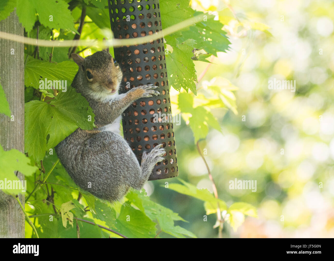 Scoiattolo grigio Sciurus carolinensis su giardino birdfeeder senza una coda Foto Stock
