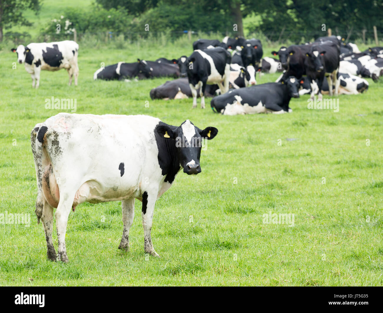 Allevamento di bovini di razza Frisona bestiame Frisone Foto Stock